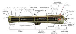 sorrowleaf-ooc:  Anatomy of a cannon for