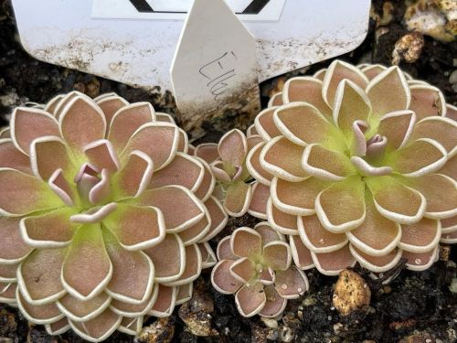 jeremiahsplants:Another spectacular Pinguicula ehlersiae grown by @_christinanina_86 (at Portland, O