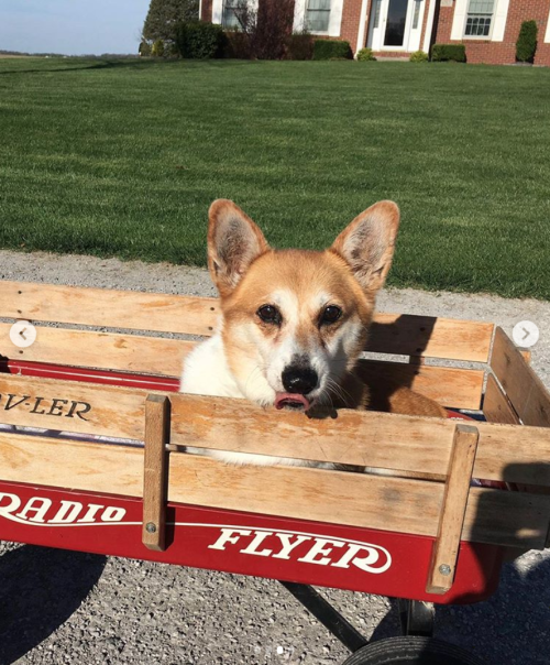 This is Cali. She took her new wagon out for a test walk today. Says little legs only get you so far