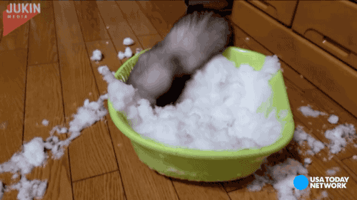 gifsboom:Ferret flips out at the sight of snow. [video] > u<