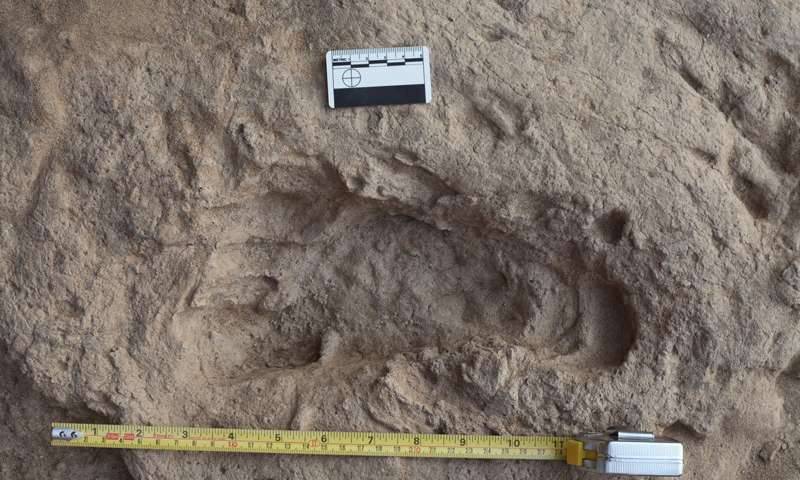 Homo erectus walked as we do