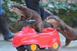 ohhgoditsrabid:  fischotterchen:  Ottermobile :3The only ride I will accept from now on.  augustotter