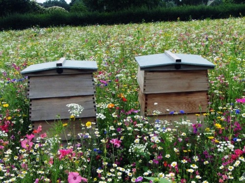 Bee’s & their hives are amazing….