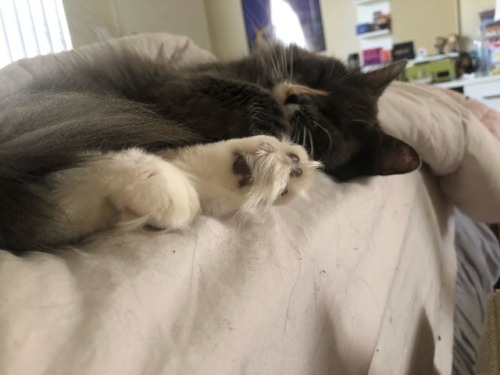 shewolfsansa: got some good toe bean action today