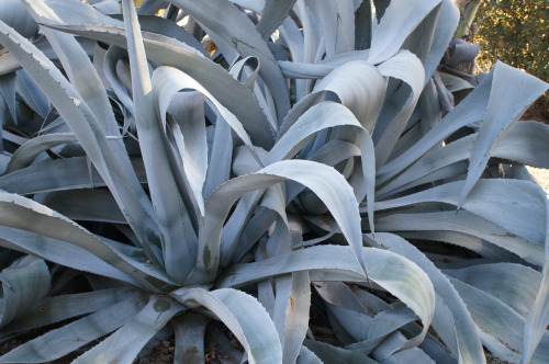 flora-file: flora-file: Agaves at the Bancroft Garden (by flora-file) Agaves are a hardy n