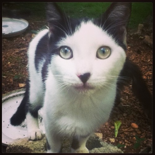 whyyouforgetme:  Y este es jimmy el “lindo” de la casa :3 #catlove #cat #beaty 