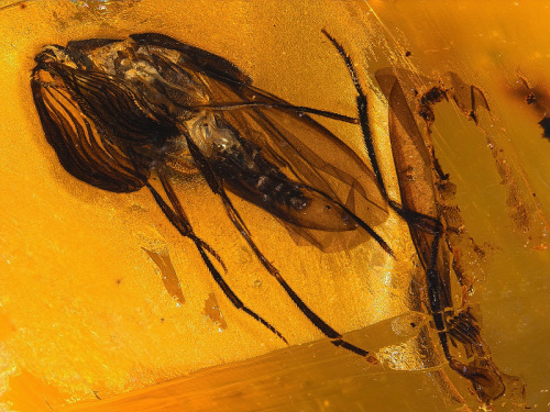 nybg:ianbrooks:Amber Inclusions by Anders DamgaardWith all this discussion recently surrounding the 