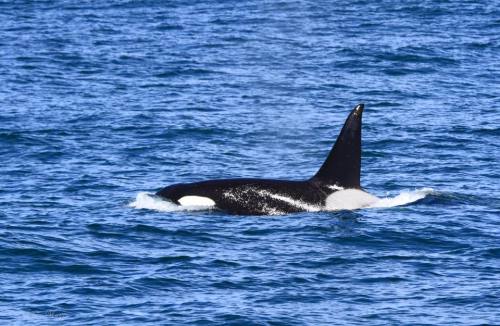 californiatransients:Emma’s pod, the CA140′s (plus adopted adult male CA163 Liner), return to Mont
