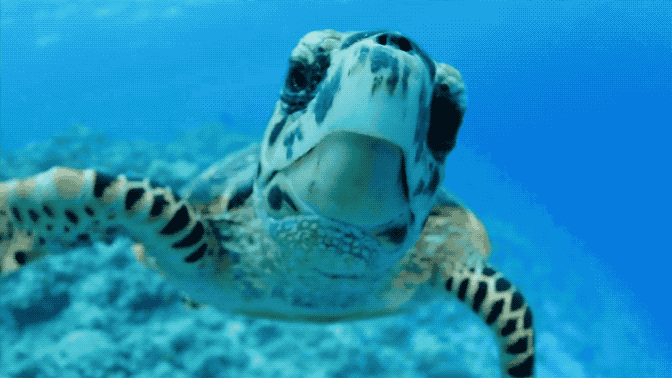 popsci: On May 23, 2000, the nonprofit American Tortoise Rescue established @WorldTurtleDay,