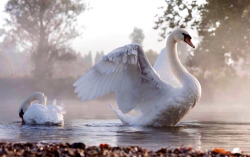 bird&ndash;of&ndash;paradise:  We Heart It. 