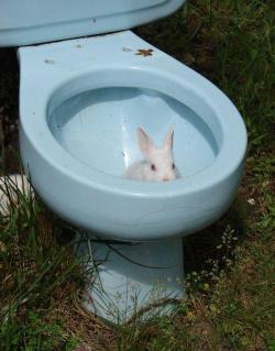 Happy Easter - NOW FLUSH