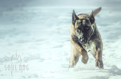 tempurafriedhappiness: Missing the Soul Dog today. Go Epic go! Nyoom. by Soul Dog Studios