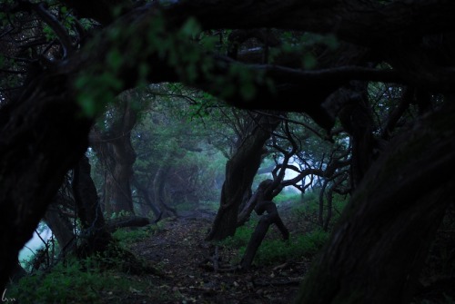 buron:  Ancient Path through the Clouds (8) ©sydburon - May ‘14 