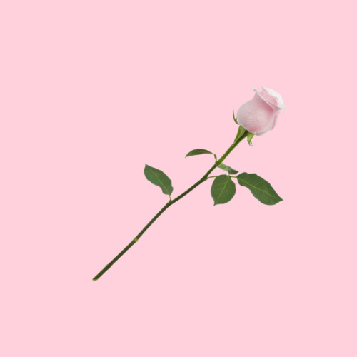 xcigaro: Roses