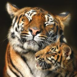 awwww-cute:  Tigers cannot purr. To show