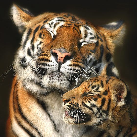 blazepress:  “Tigers cannot purr. To show happiness, tigers squint or close their