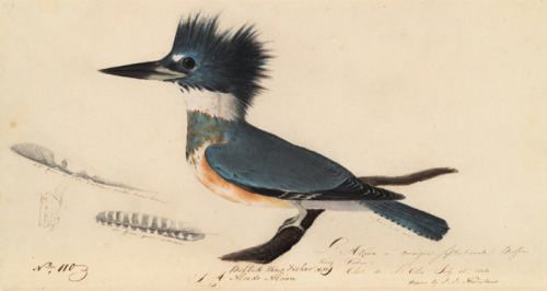 blushisthecourt:Belted kingfisher [Megaceryle alcyon].Chute de l’Ohio, 1808 July 15. J.J. Audu