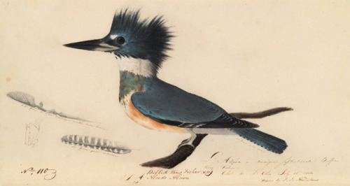 blushisthecourt:Belted kingfisher [Megaceryle alcyon].Chute de l’Ohio, 1808 July 15. J.J. Audubon.