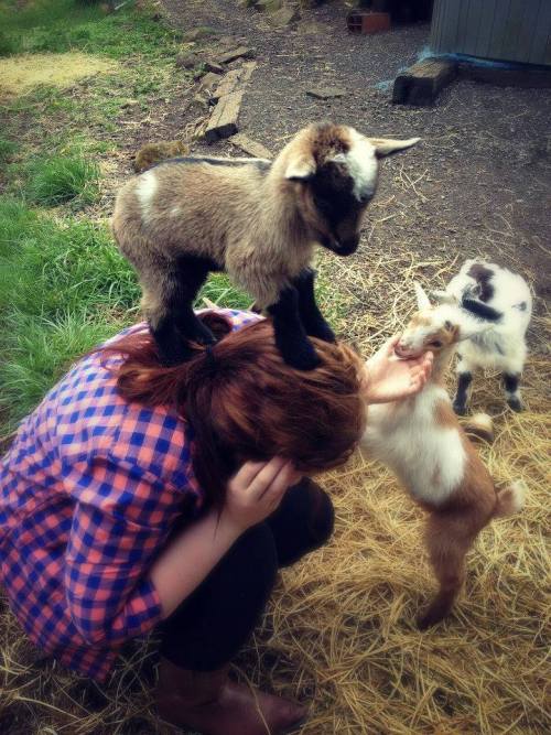 thegestianpoet:  lil goat 