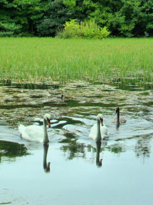 vwcampervan-aldridge:Swans at Baggeridge Country park, Dudley, EnglandAll Original Photography by ht