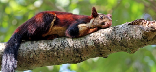 Porn silverhawk:  the indian giant squirrel is photos