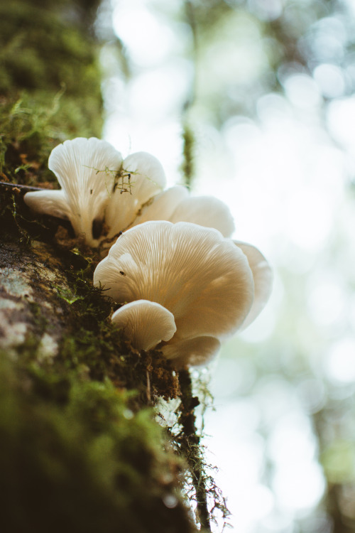 Oyster Mushrooms