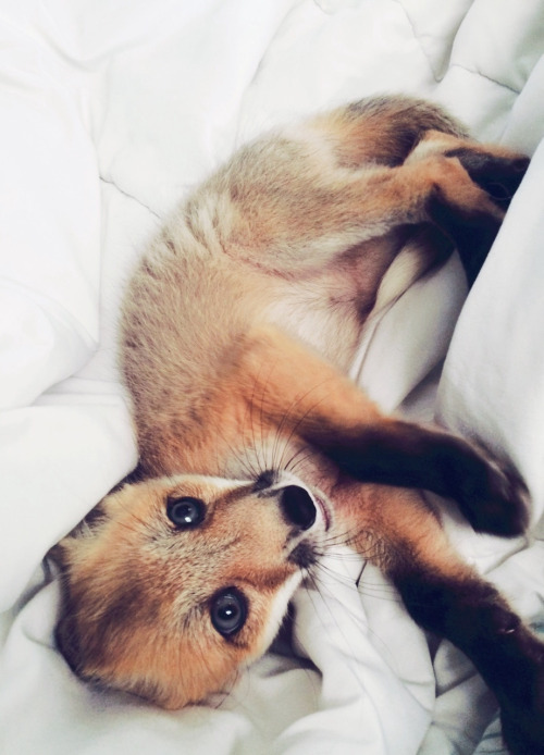 babyanimalposts:feeling down? you need this baby animal blog