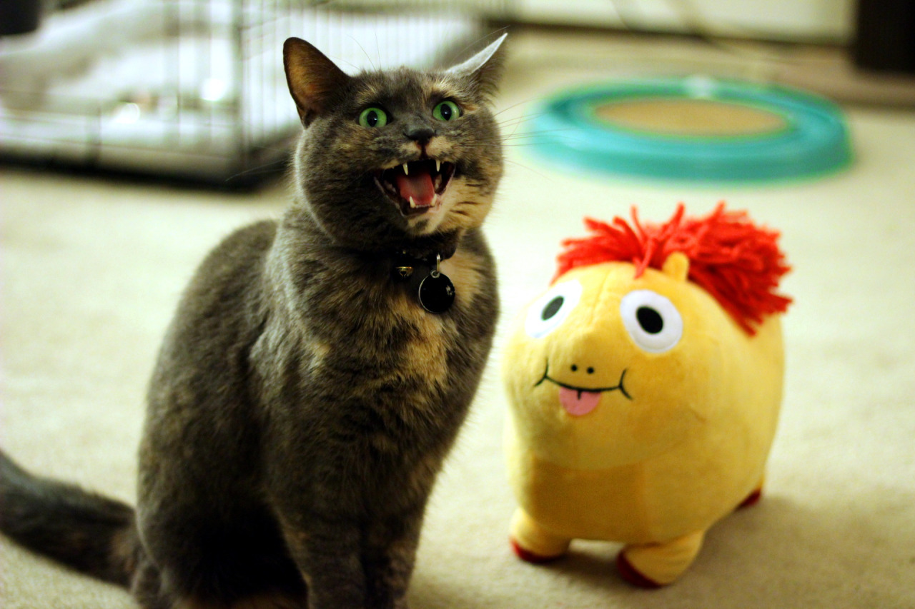 catsbeaversandducks:  Her Name Is Refurb And She Screams A Lot“Cats are just fluff
