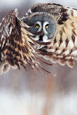 Golden glare (Great Grey Owl)