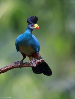 creatures-alive:  Great Blue Turaco (Corythaeola