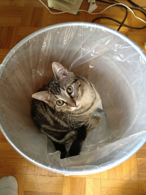 catsbeaversandducks:10 Cats That Woke Up Feeling Like Garbage “Look I just want to be alone for a wh