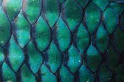 thelovelyseas:Parrotfish details by Tim Laman