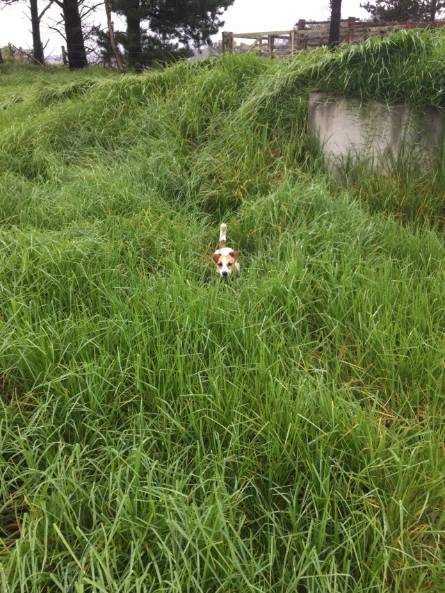 a smalk jack russell in long green grass