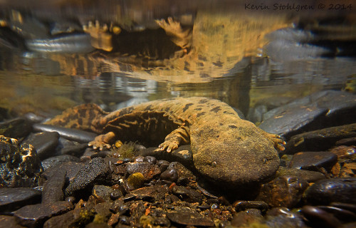 ainawgsd:The hellbender (Cryptobranchus alleganiensis) is a species of aquatic giant salamander ende