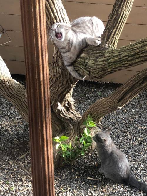 justcatposts:  “Taken from my parents’ kitchen window. They don’t have any cats…“ (via)