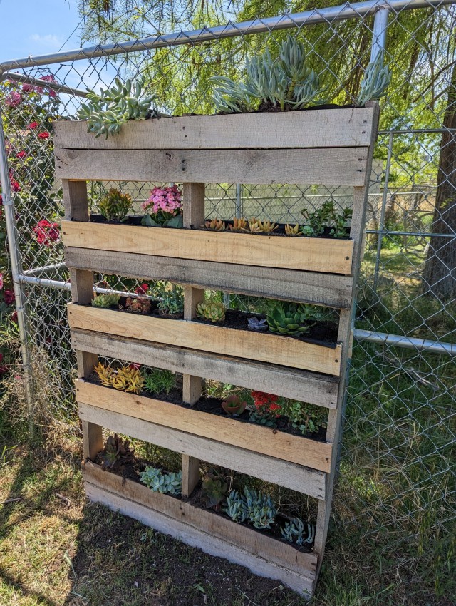 Daddy Built Me A Diy Succulent Garden Out Of A Repurposed Pallet. I Love Him So Much,