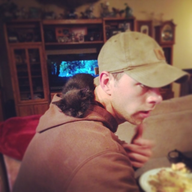 Boo sleeping on Tim’s shoulder #kitty #kitten #cute