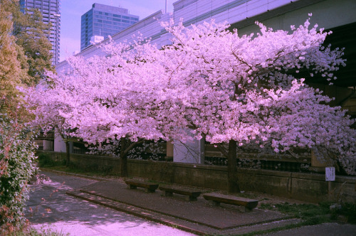 fuckyeahjapanandkorea:   	sakura tree von yasu(comme ci, comme ca.)    	