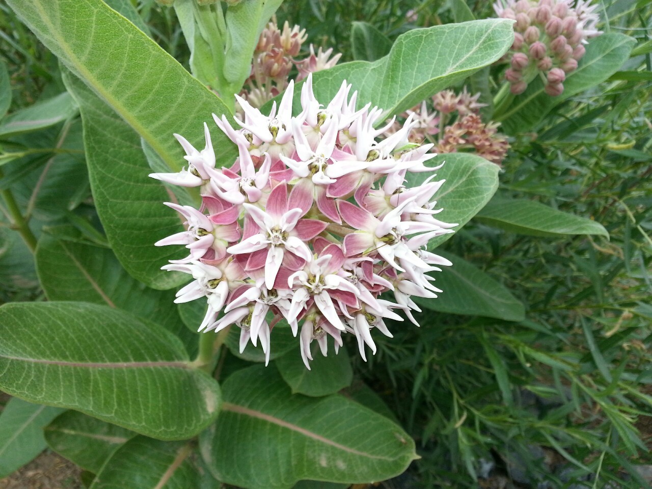 FloWers oF DiscGolf