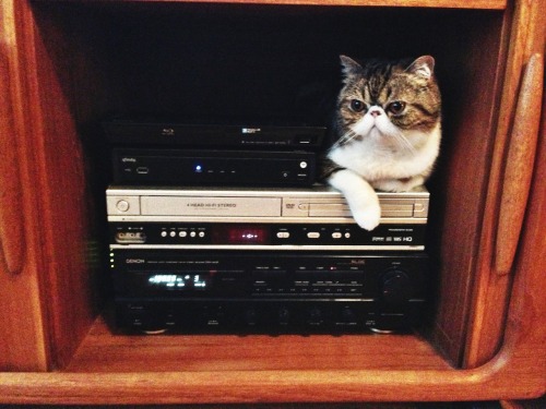 Cabinet cat