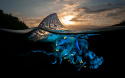 sixpenceee:  A picture of a Portuguese man o’ war. It is a siphonophore, which is a collection of hundreds of small jellyfish-like creatures that perform a single function like cells in a body. their sting is very painful, and because they are technically