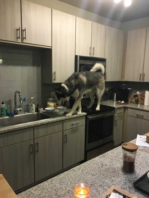 itsmybrightesthour: true-with-drew:  Huskys are so extra… I want two  @tiltawhirrl me as a dog 😂 