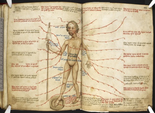 nihtegale: Zodiac man/bloodletting medieval diagram &ldquo;The veyne under the armehole opened maki