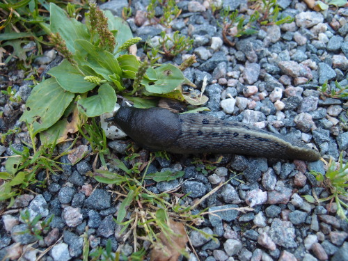Limax cinereoniger — largest land slug species in the worldPlantago major— broadleaf plantain a.k.a.