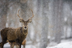 drxgonfly:  Red Deer (by Don Hooper)