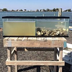 hightolerance: realcleverscience:  thealgerian:  Both were filled at the same time with the same water, only one had oysters.  Oysters really help filter our open waters. Sadly, their mortality rate is going up bc of ocean acidification which makes it
