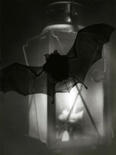 hauntedbystorytelling:Heinz Hajek-Halke :: Bat and lamp,1936 / src: weimarart