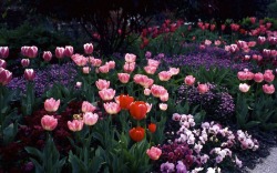 pocord14:  Monet’s Garden, Giverny, France 2002