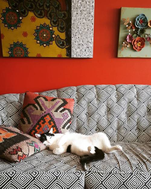socksinator: Cat chill level: 11 out of 10