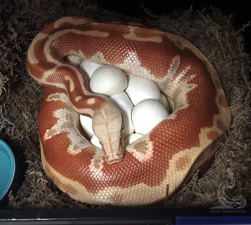 fimbry:It’s day 40 and the eggs are generating a lot of heat now, so she’s giving them some space 